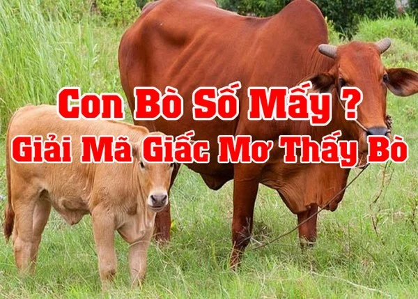 Giấc mơ thấy bò vừa mang đến điềm lành vừa có điềm không may tùy vào từng trường hợp