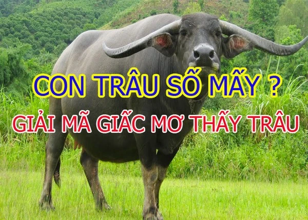 Trâu là số mấy? Nằm mơ thấy trâu đánh con gì?