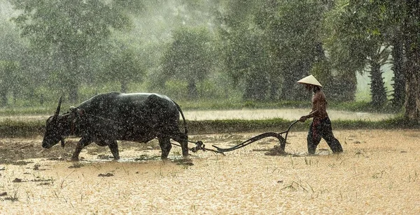 Những giấc mơ liên quan đến trâu cày ruộng thường mang ý nghĩa may mắn